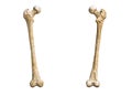 Anterior or front and posterior or back view of a detailed human femur bone isolated on white background with copy space 3D