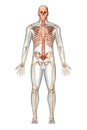 Anterior or front view of accurate axial bones of human skeletal system or skeleton with male body contours isolated on white