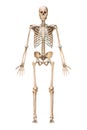Anterior or front view of accurate human skeletal system with skeleton bones of adult male isolated on white background 3D