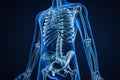 Anterior or front view of xray image of accurate human skeletal system or skeleton with adult male body contours on blue