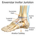 Anterior perspective of subtalar joint highlighting inversion and eversion movements x-ray Royalty Free Stock Photo