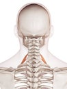 The anterior scalene