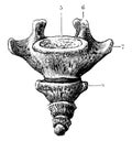 Anterior Surface of the Coccyx, vintage illustration