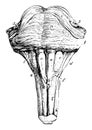 Anterior Surface of the Pons Varolii and Medulla Oblongata, vintage illustration