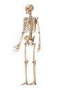 Anterior three-quarter view of accurate human skeletal system with skeleton bones of adult male isolated on white background 3D