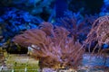 anthelia frag, soft coral colony move branch tentacles in strong flow, nano reef marine aquarium, coral farming Royalty Free Stock Photo