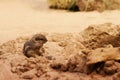 Anthelope ground squirrel Royalty Free Stock Photo