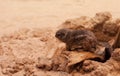 Anthelope ground squirrel Royalty Free Stock Photo