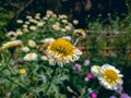 Anthemideae is a tribe of flowering plants in the aster family, Asteraceae, and the subfamily Asteroideae. They are distributed