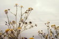 Anthemis arvensis on field, light colors, dreamy, white sky on thje background