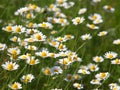 Anthemis arvensis known as corn chamomile Royalty Free Stock Photo