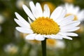 Flower close up of Anthemis arvensis Royalty Free Stock Photo