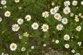 Meadow full of Anthemis arvensis plants in bloom Royalty Free Stock Photo