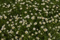 Meadow full of Anthemis arvensis plants in bloom Royalty Free Stock Photo