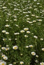 Meadow full of Anthemis arvensis plants in bloom Royalty Free Stock Photo