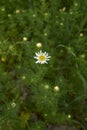 Meadow full of Anthemis arvensis plants in bloom Royalty Free Stock Photo