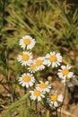 Anthemis cotula Royalty Free Stock Photo