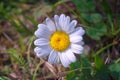 Anthemis known by the common name chamomile lat. Anthemis arvensis Royalty Free Stock Photo