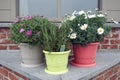 Anthemis and rosemary in pots