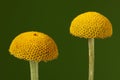 Anthemis tinctoria-Camomile-Kamille