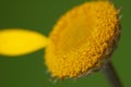 Anthemis tinctoria-Camomile-Kamille