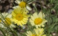 Anthemis Tinctoria E.C. Buxton Flowers Royalty Free Stock Photo