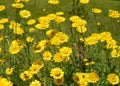 Anthemis tinctoria