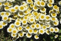 Anthemis Tinctoria