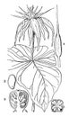 Anther, Botany, Herb, Paris, ovary, Quadrifolia, plant, plants, ripe, fruit, seed vintage illustration