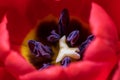 Anther Inside a Tulip