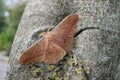 Antheraea pernyi silkmoth