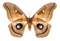 Antheraea polyphemus moth isolated on white