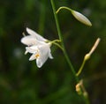 Anthericum ramosum blooms in nature in summer Royalty Free Stock Photo