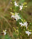 Anthericum ramosum blooms in nature in summer Royalty Free Stock Photo