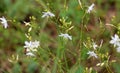 Anthericum ramosum blooms in nature in summer Royalty Free Stock Photo