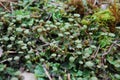 Antheridiophore (male gametophyte) of Marchantia polymorpha.