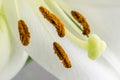 Anthers, pistil ,stigma and style of a white lily Royalty Free Stock Photo