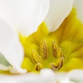 Anthers Primrose primula sq Royalty Free Stock Photo