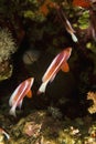 Anthias Royalty Free Stock Photo