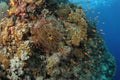 Anthias an Clownfish on a tropical coral reef Royalty Free Stock Photo