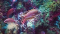 Swallowtail seaperch, Anthias anthias