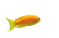 Anthias fish Royalty Free Stock Photo