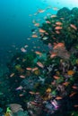 Anthias and Vibrant Coral Reef in Komodo National Park Royalty Free Stock Photo