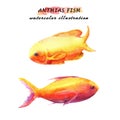 Anthias yellow and orange fish.