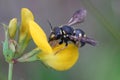 Anthidiellum strigatum, one of the small rotund resin bees, on t