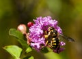 Anthidium bee pollinating a mauve flower.