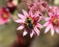 Anthidium manicatum, commonly called the European wool carder bee Royalty Free Stock Photo