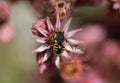 Anthidium manicatum, commonly called the European wool carder bee Royalty Free Stock Photo