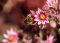 Anthidium manicatum, commonly called the European wool carder bee Royalty Free Stock Photo