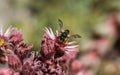 Anthidium manicatum, commonly called the European wool carder bee Royalty Free Stock Photo
